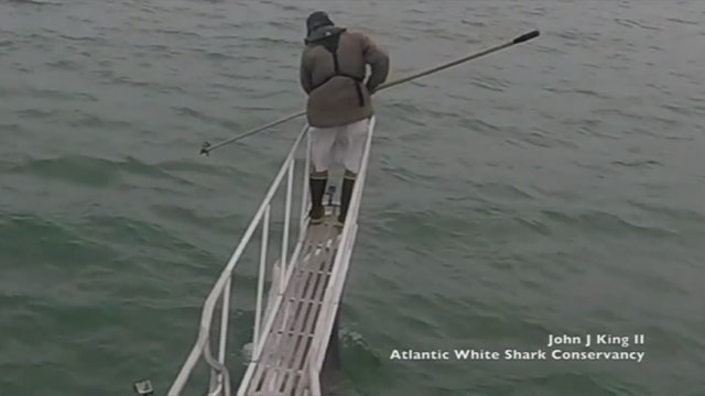 VIDEO: Great white shark breaches water near Cape Cod