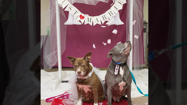 Shelter 'marries' bonded pair of senior dogs to help get them adopted together