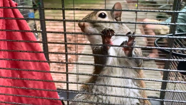 Alabama deputies find 'attack squirrel,' meth during drug raid