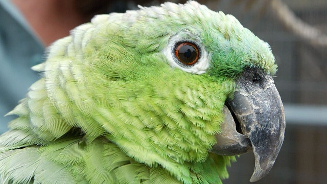 Parrot clams up after it was detained for warning owners of law enforcement presence in drug raid