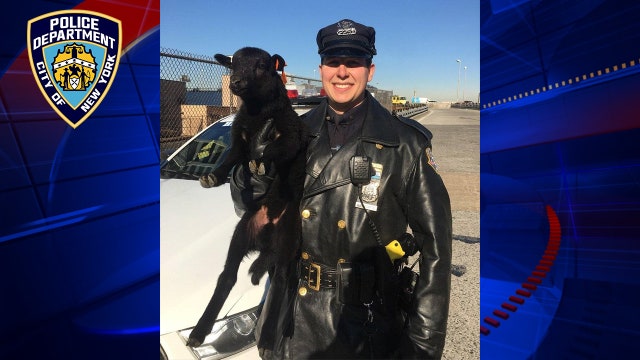 NYPD highway cop corrals a runaway lamb on the Gowanus Expressway