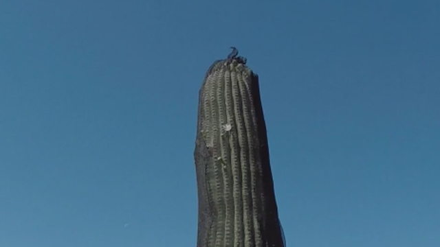 ADOT uses 'sunscreens' to protect Saguaro cacti along Valley freeways