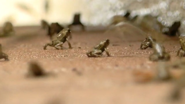 Rain brings out poisonous toads