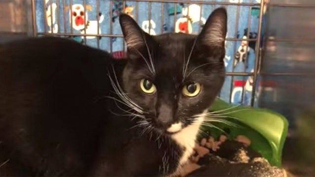 Idaho firefighters respond to fire alarm at animal shelter, discover cat triggered it