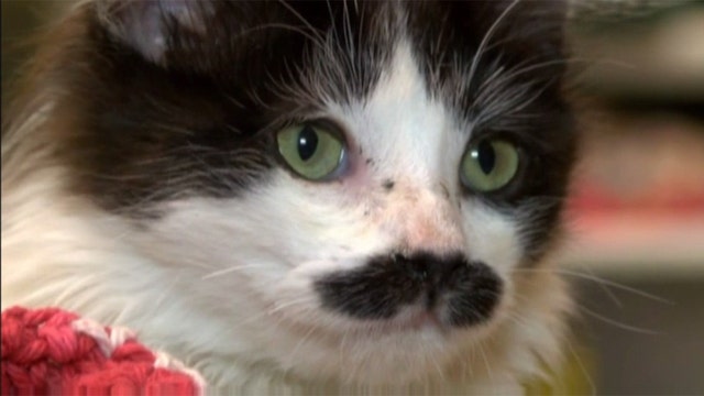 Kitten with mustache