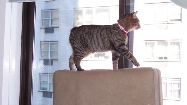 Cats may be responsible for anger in humans