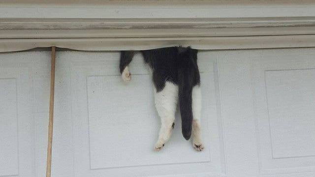 Cat rescued after being trapped in garage door
