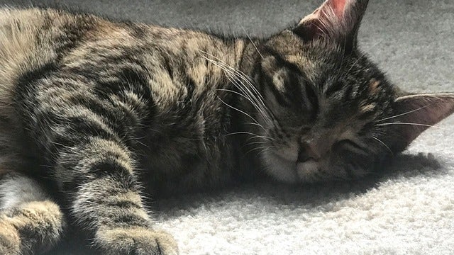 Study suggests cats know their names, choose to ignore you