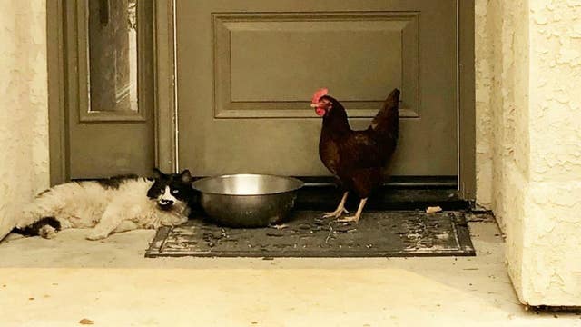 Feline and hen become fast fire friends