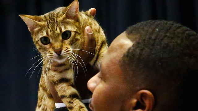 Westminster Dog Show to include cats