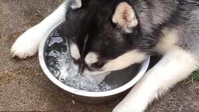 Adorable husky blowing bubbles into bowl of water