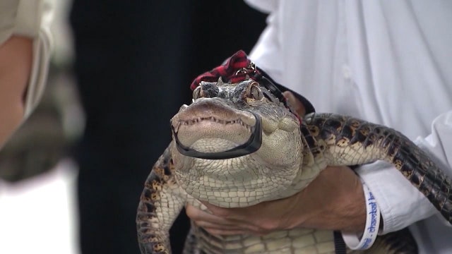 Chicago's elusive gator settles into new home in Florida