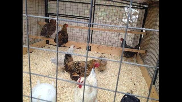 13 states launch new legal challenge to California egg law