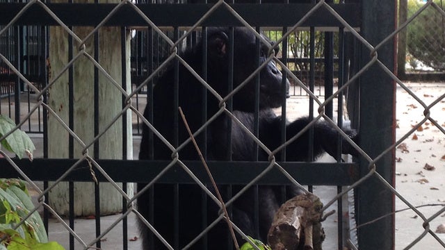 Amusement park sued for smoking chimpanzee