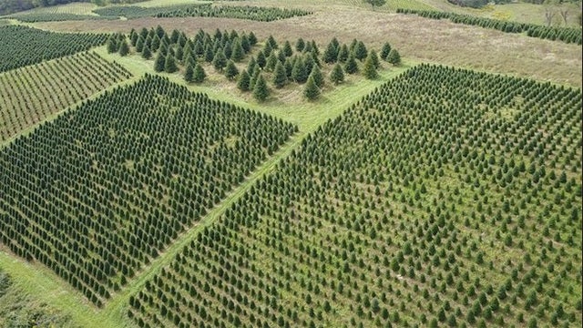 Christmas trees will be scarcer, more expensive in 2018