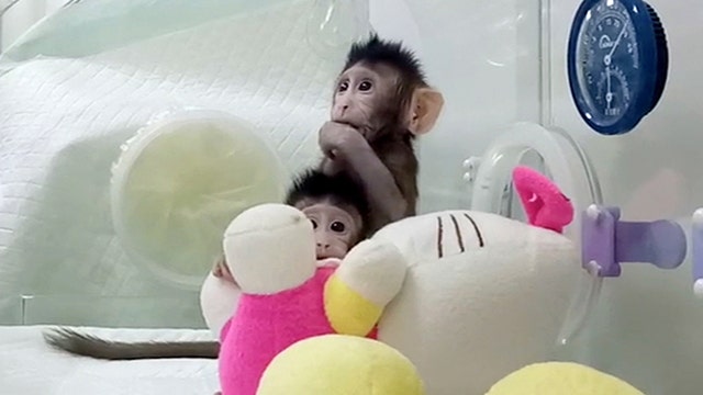 Scientists clone monkeys; could humans be next?