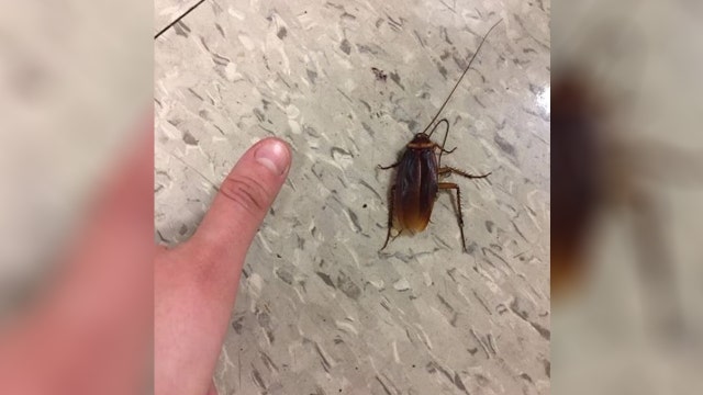 Students fed up with infestation create Instagram account for school's roaches