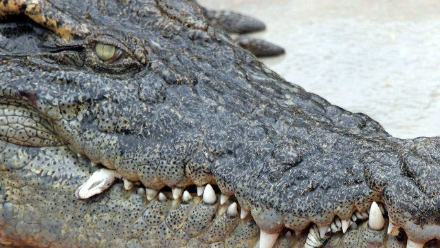 Crocodile bites tourist posing for photo at Thai park