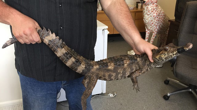 Aggressive crocodile found on Long Island