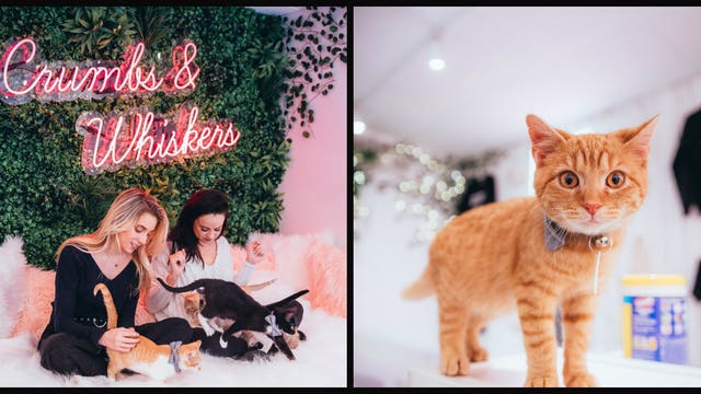 LA cat cafe saves 2,000 cats as new kitten lounge opens in June where you can play, cuddle and adopt