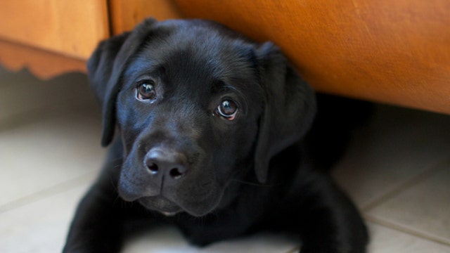 Company recalls organic dog food that may contain euthanasia drug