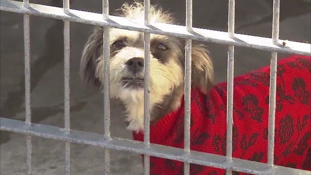 In some states animal abusers will now need to register like sex offenders