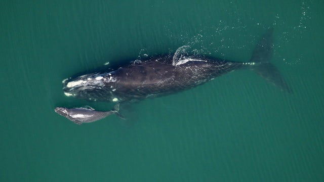 Search for rare whales reveals 'something very strange'