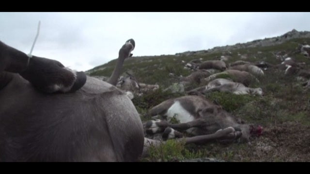 Lightning strike kills hundreds of reindeer