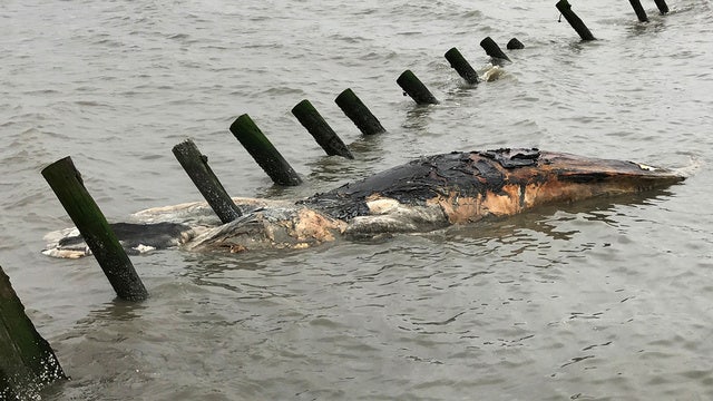 Many humpback whales dying off Atlantic coast
