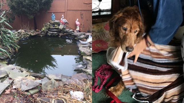 Cops save dog stuck in backyard pond