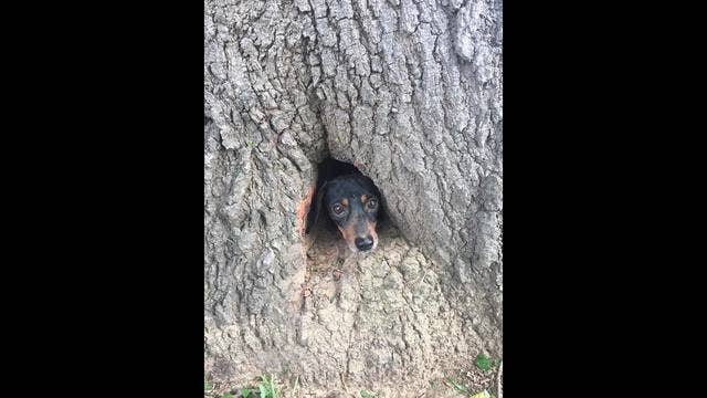 Cat in a tree? No, it's a dog who had to be rescued