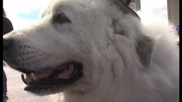 Dog re-elected mayor of Minnesota town for 3rd term