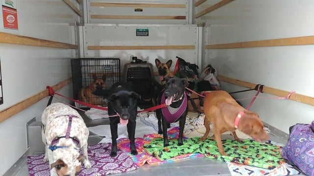Strangers come together to help evacuate woman, 7 rescue dogs in hurricane Florence