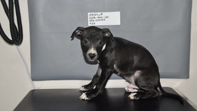 Dozens of dogs saved from dogfighting ring