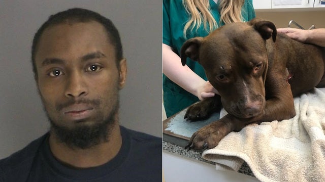 Man arrested for stabbing dogs