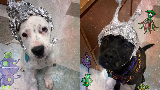 Forget Area 51: Shelter wants you to raid it for its tin-foil hat wearing dogs
