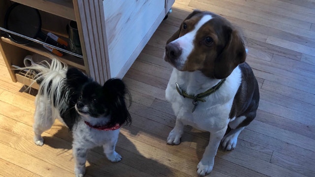 Dogs call 911 five times