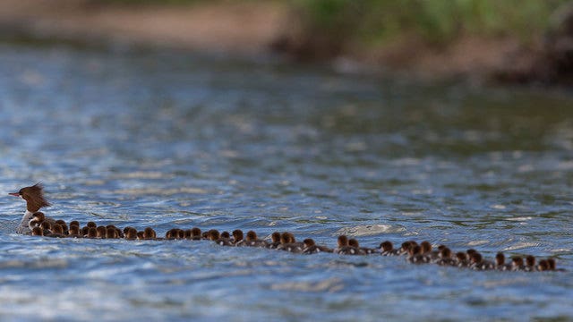 Minnesota photographer gets rare shot of dozens of ducks
