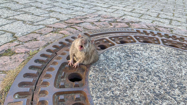 Fat rat stuck in sewer saved after nine-person rescue effort in Germany