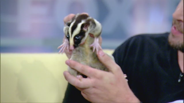 Exotic Pets