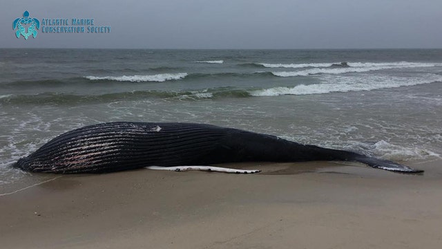Dead humpback whale found on beach in the Hamptons