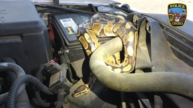 Python found wrapped around SUV engine in Wisconsin