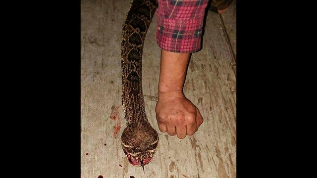 Fake snake post on Facebook prompts fear in Georgia town