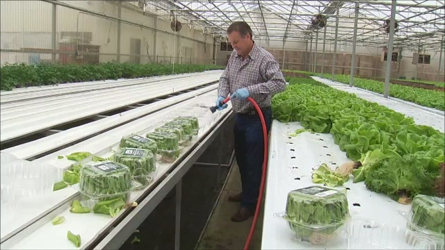 Hydroponics: A farming revolution