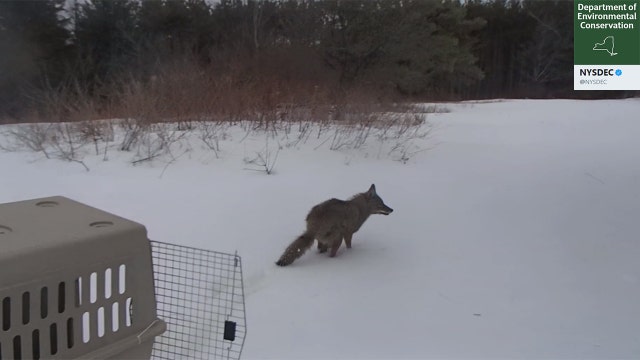 Coyote found at New York State Museum released