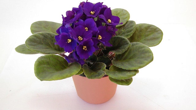 'Brazen Botanist' sentenced to jail for plant thefts