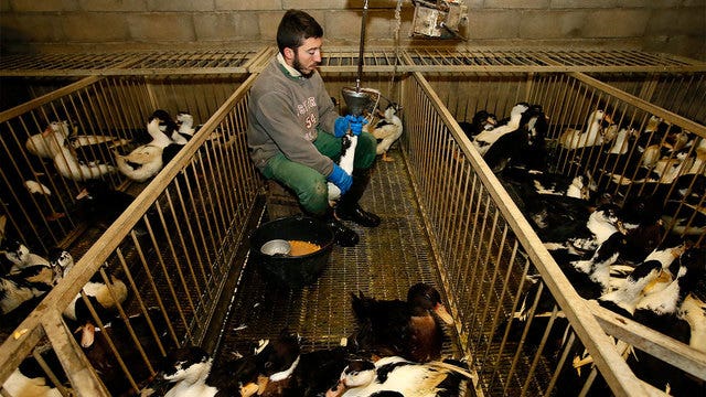 Duck cull in France's foie gras region to contain bird flu