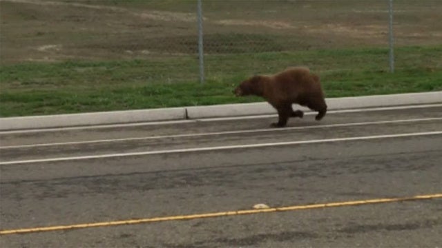 Bear wakes after ride in trash compactor
