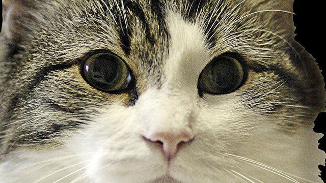 Man buys NYC storage unit, finds dead, frozen cats