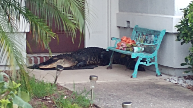 Florida man comes home from overnight shift to find alligator waiting at front door